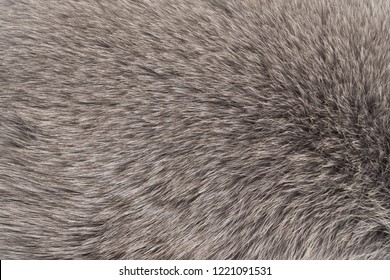 Blue Fur Background