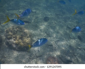 Blue Fusiliers Fish In Dead Zone Of Great Barrier Reef - Queensland