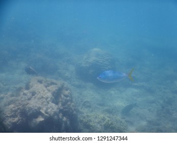 Blue Fusiliers Fish In Dead Zone Of Great Barrier Reef - Queensland