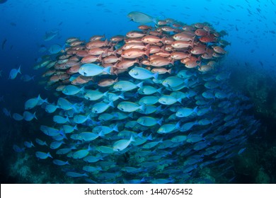 Blue Fusiliers And Red Pinjalo Snapper Fish Shoals Forming A School Together In Blue Tropical Water, Scuba Diving Indonesia.