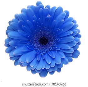 Blue gerbera flower isolated on white background