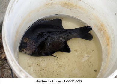 Blue Gill Bream Fish Bucket