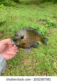 Blue Gill Caught In Dexter Missouri