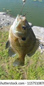 Blue Gill Fish