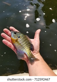 Blue Gill Fish In Hand. Warm Summer Day Of Fishing At The Lake.