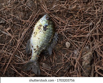 A Blue Gill Fish Lays On The Shore. 