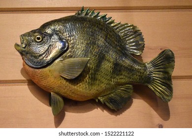 A Blue Gill Fish Mounted On A Wooden Wall. 