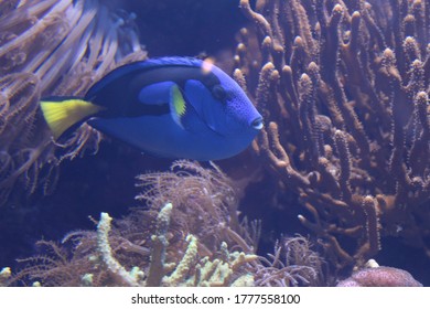 Blue Gill Fish Underwater At An Aquarium