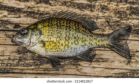 Blue Gill On A Plank. Fishing Photos