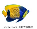 Blue girdled angelfish, Pomacanthus navarchus, pez angel, angel fishes, pomacantidae. Yellow and blue fish on white background. Young fish. Asian Pacific fish. Majestic angelfish.