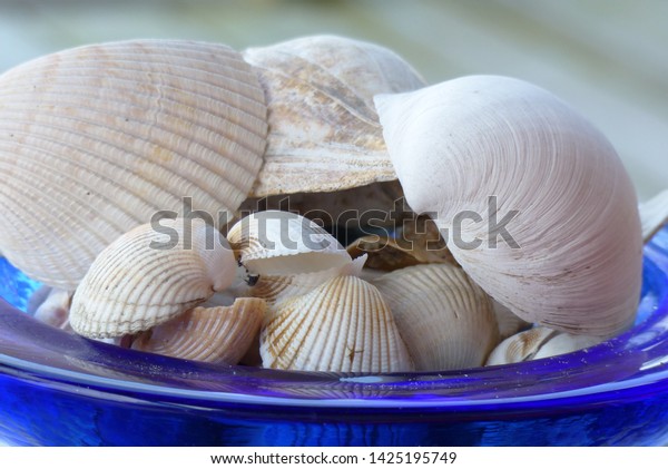 Blue glass bowl full of white seashells
