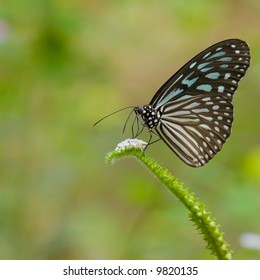 Blue Glassy Tiger Butterfly (Ideopsis Vulgaris Macrina)