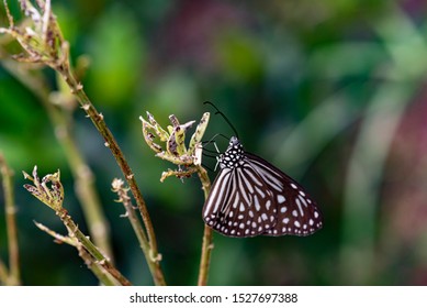 Blue Glassy Tiger Ideopsis Vulgaris Macrina