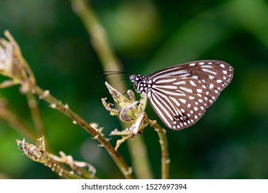 Blue Glassy Tiger Ideopsis Vulgaris Macrina