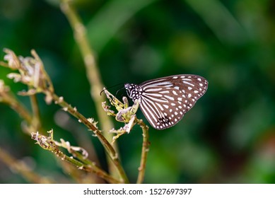 Blue Glassy Tiger Ideopsis Vulgaris Macrina