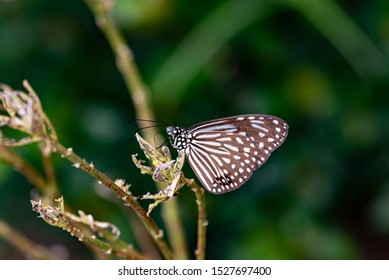 Blue Glassy Tiger Ideopsis Vulgaris Macrina