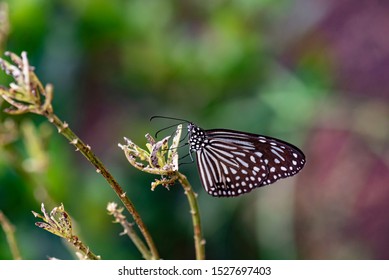 Blue Glassy Tiger Ideopsis Vulgaris Macrina