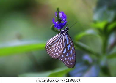 Blue Glassy Tiger (Ideopsis Vulgaris Macrina) Beautiful Butterfly In A Garden. 