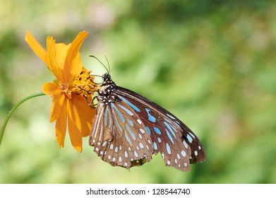 Blue Glassy Tiger(Ideopsis Vulgaris Macrina) Sits On A Plant