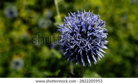 Blue Globe Thistle (Echinops ritro) Flower Close Up in Summer Garden