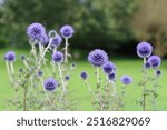 Blue globe thistles or echinops in a garden