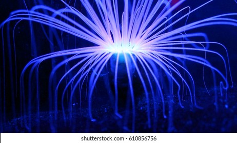 Blue Glowing Fluorescent Deep Sea Creature Coral Reef