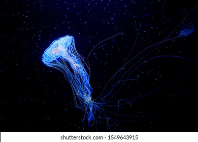 Glowing Blue Jellyfish Hd Stock Images Shutterstock