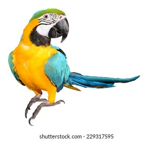 Blue and Gold Macaw - Shutterstock ID 229317595