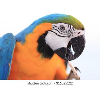 Blue And Gold Macaw