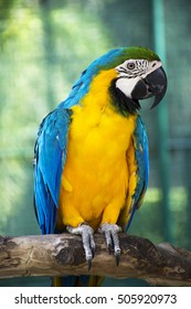 The Blue And Gold Macaw