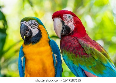 Blue and Gold Macaw or Ara Ararauna and Green Winged Macaw or Ara Chloroptera cute pets colorful birds, Beautiful nature of wildlife closeup face of a parrot is red and yellow on the green background - Shutterstock ID 1649187655