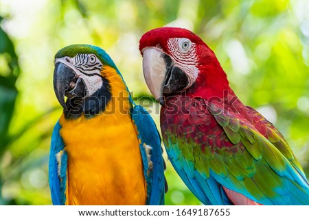 Blue and Gold Macaw or Ara Ararauna and Green Winged Macaw or Ara Chloroptera cute pets colorful birds, Beautiful nature of wildlife closeup face of a parrot is red and yellow on the green background