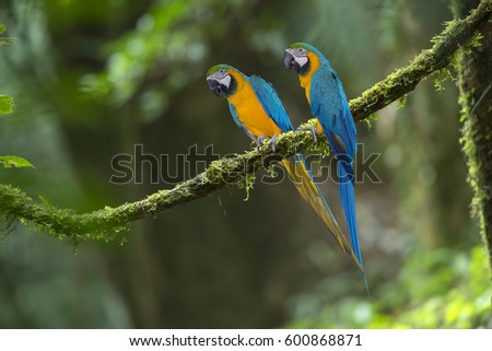 Blue and Gold Macaw ,Beautiful parrot 