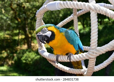 Blue and Gold Macaw being playful.parrot - Shutterstock ID 284831738