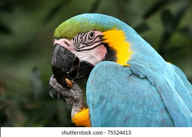 Blue And Gold Macaw Bird Eating A Nut Or Seed