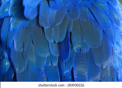 Blue And Gold Macaw Feathers