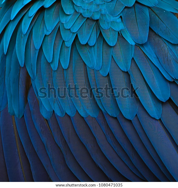 青と金のマコーの羽 自然の魔法 の写真素材 今すぐ編集
