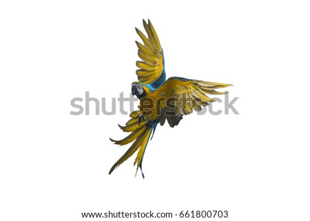Blue and gold macaw flying on white background