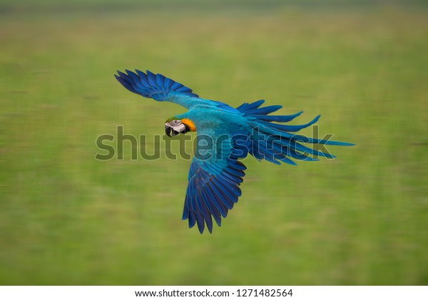 Blue Gold Macaw Flying On Green Stock Photo Edit Now 1271482564,Pumpkin Squash Bug