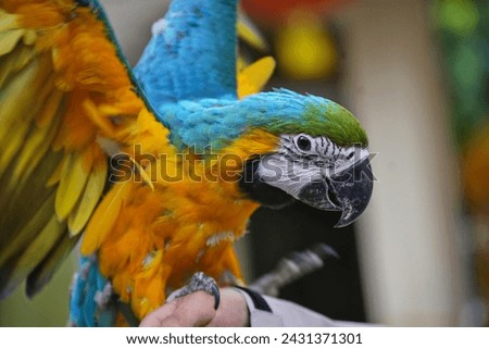 Blue and Gold Macaw parrot eating food in the hands.