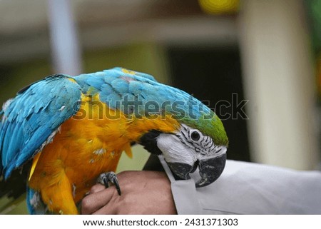 Blue and Gold Macaw parrot eating food in the hands.