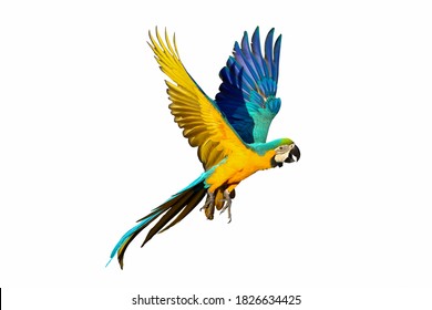 Blue and gold macaw parrot isolated on white background.