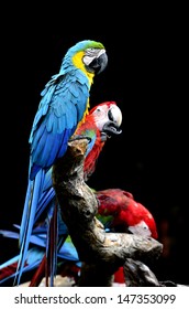 Blue and Gold Macaw perching with Green-winged macaw sitting behide on black background