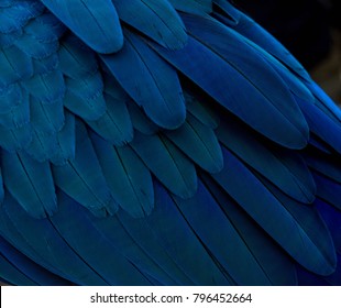 blue gold macaw's feather