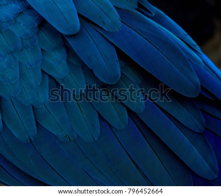 blue gold macaw's feather