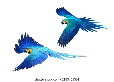 22,863 Blue and gold parrot Images, Stock Photos & Vectors | Shutterstock