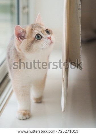 Blue Golden British Kitten Standing Next Stock Photo Edit Now