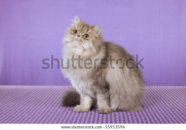 Blue Golden Chinchilla Kitten On Purple Stock Photo Edit Now