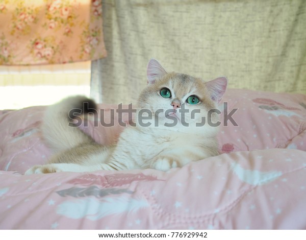 Blue Golden Shaded British Shorthair Cat Stock Photo Edit Now