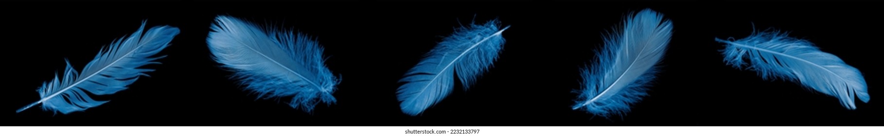 blue goose feather on black isolated background - Shutterstock ID 2232133797